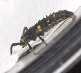 Larva of southern ladybird, Cleobora mellyi (Coleoptera: Coccinellidae). © Plant & Food Research. [Image: 2DTJ]