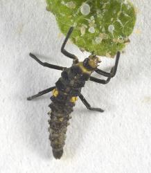 Larva of southern ladybird, Cleobora mellyi (Coleoptera: Coccinellidae) feeding on tomato potato psyllid, Bactericera cockerelli (Hemiptera: Triozidae). © Plant & Food Research. [Image: 2DTL]