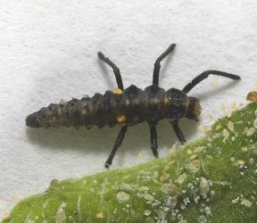 Larva of southern ladybird, Cleobora mellyi (Coleoptera: Coccinellidae) feeding on tomato potato psyllid, Bactericera cockerelli (Hemiptera: Triozidae). © Plant & Food Research. [Image: 2DTM]