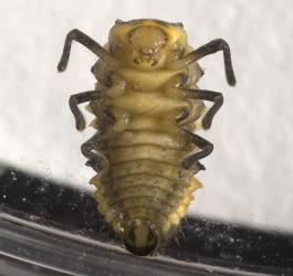 Pupa of southern ladybird, Cleobora mellyi (Coleoptera: Coccinellidae): note the short pointed abdominal 'wings'. © Plant & Food Research. [Image: 2DTN]