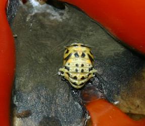 Pupa of southern ladybird, Cleobora mellyi (Coleoptera: Coccinellidae): note the short pointed abdominal 'wings'. © Plant & Food Research. [Image: 2DTQ]