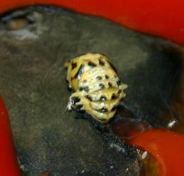 Pupa of southern ladybird, Cleobora mellyi (Coleoptera: Coccinellidae): note the short pointed abdominal 'wings'. © Plant & Food Research. [Image: 2DTR]