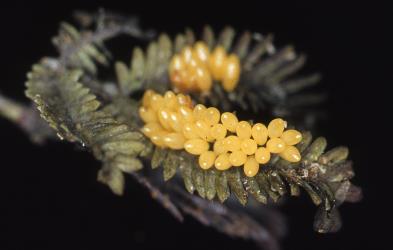 Eggs of southern ladybird, Cleobora mellyi (Coleoptera: Coccinellidae) on Tasmanian blackwood,  Acacia melanoxylon, (Leguminosae). © Scion. [Image: 2DTS]