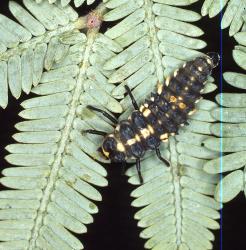 Larva of southern ladybird, Cleobora mellyi (Coleoptera: Coccinellidae) on Tasmanian blackwood,  Acacia melanoxylon, (Leguminosae). © Scion. [Image: 2DTT]