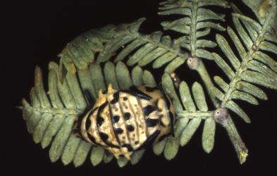 Pupa of southern ladybird, Cleobora mellyi (Coleoptera: Coccinellidae) on Tasmanian blackwood,  Acacia melanoxylon, (Leguminosae). © Scion. [Image: 2DTU]