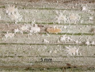 Larva of Native mealybug ladybird, Rhyzobius sp. 1 (Coleoptera: Coccinellidae) in a colony of long-fringed Astelia mealybug, Rastrococcus asteliae (Hemiptera: Pseudococcidae). Creator: Tim Holmes. © Plant & Food Research. [Image: 2DWP]