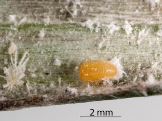 Pupa of Native mealybug ladybird, Rhyzobius sp. 1 (Coleoptera: Coccinellidae), note the white larval skin at the base of the pupa. Creator: Tim Holmes. © Plant & Food Research. [Image: 2DWR]