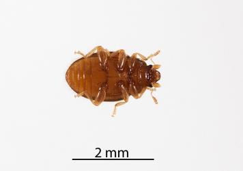 Underside of an adult Native mealybug ladybird, Rhyzobius sp. 1 (Coleoptera: Coccinellidae). Creator: Tim Holmes. © Plant & Food Research. [Image: 2DWT]