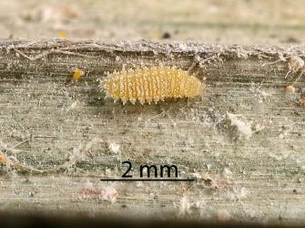 Larva of Native mealybug ladybird, Rhyzobius sp. 1 (Coleoptera: Coccinellidae). Creator: Nicholas A. Martin. © Plant & Food Research. [Image: 2DWU]