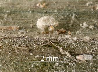 Moulted skin of a larva of Native mealybug ladybird, Rhyzobius sp. 1 (Coleoptera: Coccinellidae). Creator: Nicholas A. Martin. © Plant & Food Research. [Image: 2DWV]