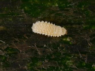 Larva of Native mealybug ladybird, Rhyzobius sp. 1 (Coleoptera: Coccinellidae). Creator: Nicholas A. Martin. © Plant & Food Research. [Image: 2DWW]