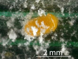 Pupa of Native mealybug ladybird, Rhyzobius sp. 1 (Coleoptera: Coccinellidae). Creator: Nicholas A. Martin. © Plant & Food Research. [Image: 2DWX]