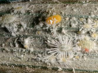 Yellow pupa of Native mealybug ladybird, Rhyzobius sp. 1 (Coleoptera: Coccinellidae) in a colony of long-fringed Astelia mealybug, Rastrococcus asteliae (Hemiptera: Pseudococcidae). Creator: Nicholas A. Martin. © Plant & Food Research. [Image: 2DWY]