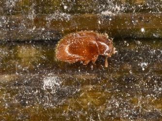 Adult Native mealybug ladybird, Rhyzobius sp. 1 (Coleoptera: Coccinellidae). Creator: Nicholas A. Martin. © Plant & Food Research. [Image: 2DWZ]