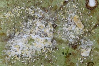 Larva of Native mealybug ladybird, Rhyzobius sp. 1 (Coleoptera: Coccinellidae) feeding on mealybugs on kawakawa (Piper excelsum). Creator: Nicholas A. Martin. © Plant & Food Research. [Image: 2DX0]