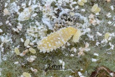 Larva of Native mealybug ladybird, Rhyzobius sp. 1 (Coleoptera: Coccinellidae) feeding on mealybugs on kawakawa (Piper excelsum). Creator: Nicholas A. Martin. © Plant & Food Research. [Image: 2DX1]