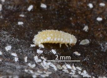 Larva of Native mealybug ladybird, Rhyzobius sp. 1 (Coleoptera: Coccinellidae) feeding on mealybugs on kawakawa (Piper excelsum). Creator: Nicholas A. Martin. © Plant & Food Research. [Image: 2DX2]