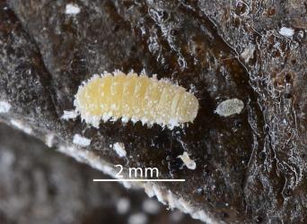 Prepupal larva of Native mealybug ladybird, Rhyzobius sp. 1 (Coleoptera: Coccinellidae). Creator: Nicholas A. Martin. © Plant & Food Research. [Image: 2DX3]