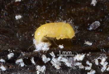 Pupa of Native mealybug ladybird, Rhyzobius sp. 1 (Coleoptera: Coccinellidae). Creator: Nicholas A. Martin. © Plant & Food Research. [Image: 2DX4]