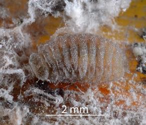 Larva of Diomus mealybug ladybird, Diomus sp. nr subclarus (Blackburn, 1895) (Coleoptera: Coccinellidae). Creator: Nicholas A. Martin. © Plant & Food Research. [Image: 2DYT]