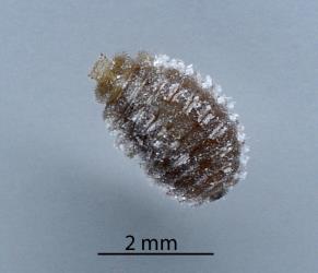 Larva of Diomus mealybug ladybird, Diomus sp. nr subclarus (Blackburn, 1895) (Coleoptera: Coccinellidae). Creator: Nicholas A. Martin. © Plant & Food Research. [Image: 2DYX]