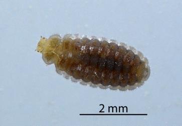 Larva of Diomus mealybug ladybird, Diomus sp. nr subclarus (Blackburn, 1895) (Coleoptera: Coccinellidae). Creator: Nicholas A. Martin. © Plant & Food Research. [Image: 2DZ0]