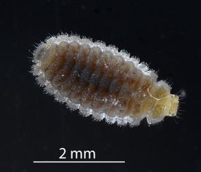 Larva of Diomus mealybug ladybird, Diomus sp. nr subclarus (Blackburn, 1895) (Coleoptera: Coccinellidae). Creator: Nicholas A. Martin. © Plant & Food Research. [Image: 2DZ2]