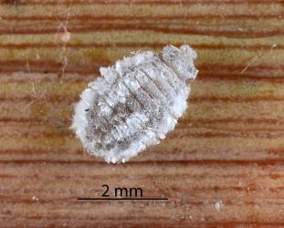 Prepupal larva of Diomus mealybug ladybird, Diomus sp. nr subclarus (Blackburn, 1895) (Coleoptera: Coccinellidae). Creator: Nicholas A. Martin. © Plant & Food Research. [Image: 2DZ4]