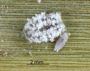 Prepupal larva of Diomus mealybug ladybird, Diomus sp. nr subclarus (Blackburn, 1895) (Coleoptera: Coccinellidae). Creator: Nicholas A. Martin. © Plant & Food Research. [Image: 2DZF]