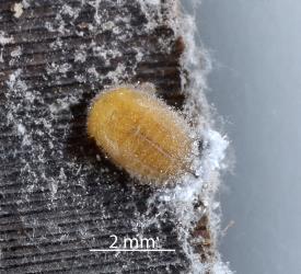 Pupa of Diomus mealybug ladybird, Diomus sp. nr subclarus (Blackburn, 1895) (Coleoptera: Coccinellidae). Creator: Nicholas A. Martin. © Plant & Food Research. [Image: 2DZR]