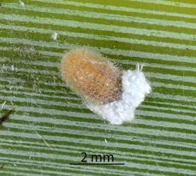 Pupa of Diomus mealybug ladybird, Diomus sp. nr subclarus (Blackburn, 1895) (Coleoptera: Coccinellidae). Creator: Nicholas A. Martin. © Plant & Food Research. [Image: 2DZU]