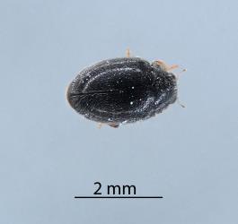 Adult female Diomus mealybug ladybird, Diomus sp. nr subclarus (Blackburn, 1895) (Coleoptera: Coccinellidae). Creator: Nicholas A. Martin. © Plant & Food Research. [Image: 2DZZ]