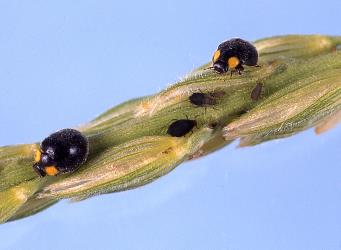 Female adult yellow shouldered ladybirds, Apolinus lividigaster (Coleoptera: Coccinellidae), about 3-4 mm long. © Plant & Food Research. [Image: 2E15]