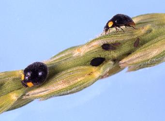 Female adult yellow shouldered ladybirds, Apolinus lividigaster (Coleoptera: Coccinellidae), about 3-4 mm long. © Plant & Food Research. [Image: 2E16]