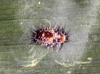 Prepupal larva of yellow shouldered ladybird, Apolinus lividigaster (Coleoptera: Coccinellidae), on a sweet corn leaf. © Plant & Food Research. [Image: 2E17]