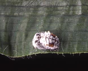 Pupa of yellow shouldered ladybird, Apolinus lividigaster (Coleoptera: Coccinellidae), on a sweet corn leaf. © Plant & Food Research. [Image: 2E18]