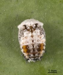 Pupa of yellow shouldered ladybird, Apolinus lividigaster (Coleoptera: Coccinellidae). Creator: Tim Holmes. © Plant & Food Research. [Image: 2E19]