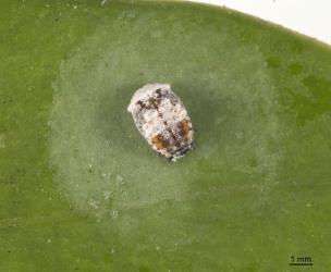 Pupa of yellow shouldered ladybird, Apolinus lividigaster (Coleoptera: Coccinellidae), surrounded by a halo of wax. Creator: Tim Holmes. © Plant & Food Research. [Image: 2E1A]