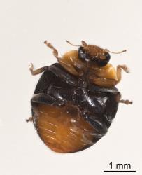 Underside of an adult yellow shouldered ladybird, Apolinus lividigaster (Coleoptera: Coccinellidae). Creator: Tim Holmes. © Plant & Food Research. [Image: 2E1B]