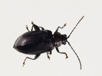 Adult Karamu flea beetle, Pleuraltica cyanea (Coleoptera: Chrysomelidae). Creator: Tim Holmes. © Plant & Food Research. [Image: 2E3K]