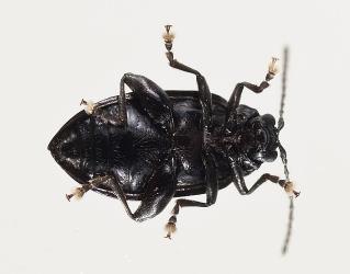 Adult Karamu flea beetle, Pleuraltica cyanea (Coleoptera: Chrysomelidae), underside. Creator: Tim Holmes. © Plant & Food Research. [Image: 2E3M]
