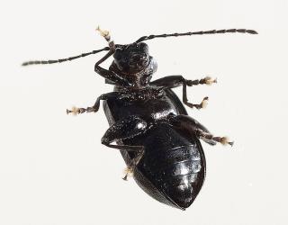 Adult Karamu flea beetle, Pleuraltica cyanea (Coleoptera: Chrysomelidae), underside. Creator: Tim Holmes. © Plant & Food Research. [Image: 2E3N]