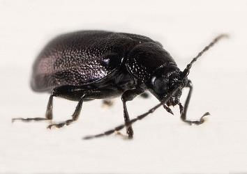 Adult Karamu flea beetle, Pleuraltica cyanea (Coleoptera: Chrysomelidae). Creator: Tim Holmes. © Plant & Food Research. [Image: 2E3P]