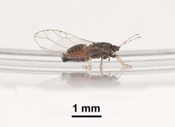 Tomato potato psyllid - Bactericera cockerelli - Interesting Insects