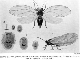 Tomato potato psyllid - Bactericera cockerelli - Interesting Insects