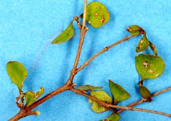 Holes in young leaves of Coprosma rhamnoides (Rubiaceae) made by adult Coprosma flea beetle, Trachytetra rugulosa (Coleoptera: Chrysomelidae). Creator: Nicholas A. Martin. © Plant & Food Research. [Image: 2ESR]