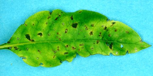 Holes in young leaves of waxy-leaved coprosma, Coprosma tenuifolia (Rubiaceae), made by adult Coprosma flea beetle, Trachytetra rugulosa (Coleoptera: Chrysomelidae). Creator: Nicholas A. Martin. © Plant & Food Research. [Image: 2ESW]