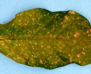 Holes in young leaves of Coprosma grandifolia (Rubiaceae) made by adult Coprosma flea beetle, Trachytetra rugulosa (Coleoptera: Chrysomelidae). Creator: Nicholas A. Martin. © Plant & Food Research. [Image: 2ESX]