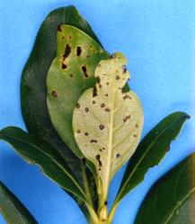 Holes in young leaves of large seeded coprosma, Coprosma macrocarpa (Rubiaceae), made by adult Coprosma flea beetle, Trachytetra rugulosa (Coleoptera: Chrysomelidae). Creator: Nicholas A. Martin. © Plant & Food Research. [Image: 2ET1]