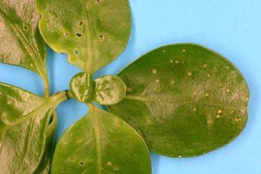 Holes in young leaves of Taupata, Coprosma repens (Rubiaceae), made by adult Coprosma flea beetle, Trachytetra rugulosa (Coleoptera: Chrysomelidae). Creator: Nicholas A. Martin. © Plant & Food Research. [Image: 2ET2]